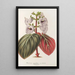 Riproduzione del dipinto Gloxinia maculata var. insignis - Charles Antoine Lemaire