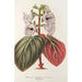 Riproduzione del dipinto Gloxinia maculata var. insignis - Charles Antoine Lemaire