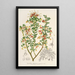 Riproduzione del dipinto Grevillea alpestris - Charles Antoine Lemaire
