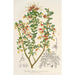 Riproduzione del dipinto Grevillea alpestris - Charles Antoine Lemaire