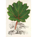 Riproduzione del dipinto Gunnera brephogea - Charles Antoine Lemaire