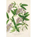 Hardenbergia Makoyana hybrida - Charles Antoine Lemaire — vista dell’opera