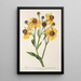 Riproduzione del dipinto Helenium atropurpureum var. grandicephalum - Charles Antoine Lemaire