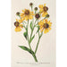 Riproduzione del dipinto Helenium atropurpureum var. grandicephalum - Charles Antoine Lemaire