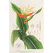 Heliconia aurantiaca - Charles Antoine Lemaire — vista dell’opera