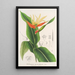 Heliconia aurantiaca - Charles Antoine Lemaire — quadro incorniciato alla parete