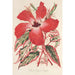 Riproduzione del dipinto Hibiscus et mieux Ibiscus Cooperi - Charles Antoine Lemaire