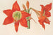 Hippeastrum Amaryllis pyrrochroum - Charles Antoine Lemaire — vista dell’opera