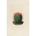 Iconografia descrittiva dei cactus Pl12 - Charles Antoine Lemaire — vista dell’opera