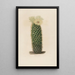 Riproduzione del dipinto Iconografia descrittiva dei cactus Pl13 - Charles Antoine Lemaire