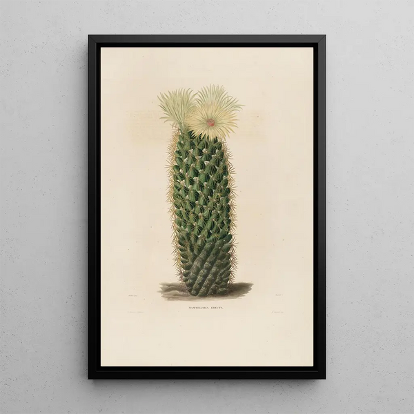 Charles Antoine Lemaire - Iconographie descriptive des cactees Pl13.webp