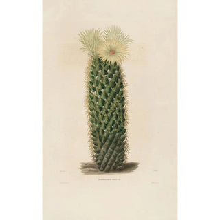 Charles Antoine Lemaire - Iconographie descriptive des cactees Pl13.webp