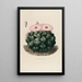 Riproduzione del dipinto Iconografia descrittiva dei cactus Pl14 - Charles Antoine Lemaire