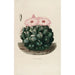 Riproduzione del dipinto Iconografia descrittiva dei cactus Pl14 - Charles Antoine Lemaire