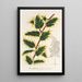 Ilex aquifolium - Charles Antoine Lemaire — quadro incorniciato alla parete