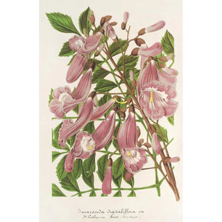 Charles Antoine Lemaire - Jacaranda digitaliflora.webp