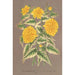 Riproduzione del dipinto Kerria japonica var fol argenteovariegatis - Charles Antoine Lemaire