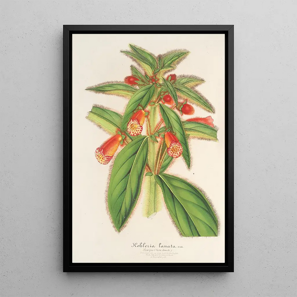 Charles Antoine Lemaire - Kohleria lanata.webp