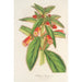 Riproduzione del dipinto Kohleria lanata - Charles Antoine Lemaire