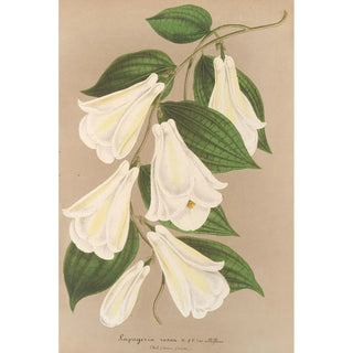 Charles Antoine Lemaire - Lapageria rosea R etP var albiflora.webp