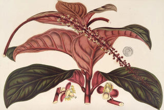 Charles Antoine Lemaire - Ledenbergia roseonea.webp