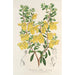 Riproduzione del dipinto Lepidostemon penstemonoides Penstemon Lobbii - Charles Antoine Lemaire