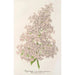 Riproduzione del dipinto Lilas Ambroise Verschaffelt - Charles Antoine Lemaire