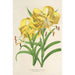 Riproduzione del dipinto Lilium Leichtlinii - Charles Antoine Lemaire