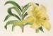 Lilium neilgherricum - Charles Antoine Lemaire — vista dell’opera