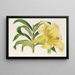 Lilium neilgherricum - Charles Antoine Lemaire — quadro incorniciato alla parete