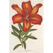 Lilium formosum - Charles Antoine Lemaire — vista dell’opera