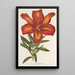 Lilium formosum - Charles Antoine Lemaire — quadro incorniciato alla parete