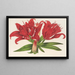 Lilium fulgens Ch Morr var staminosum - Charles Antoine Lemaire — quadro incorniciato alla parete