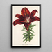 Riproduzione del dipinto Lilium haematochroum hybridum - Charles Antoine Lemaire