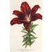 Riproduzione del dipinto Lilium haematochroum hybridum - Charles Antoine Lemaire