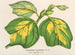 Liriodendron tulipifera - Charles Antoine Lemaire — vista dell’opera