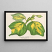 Liriodendron tulipifera - Charles Antoine Lemaire — quadro incorniciato alla parete