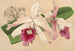 Lélia purpurata var. Nelisii - Charles Antoine Lemaire — vista dell’opera