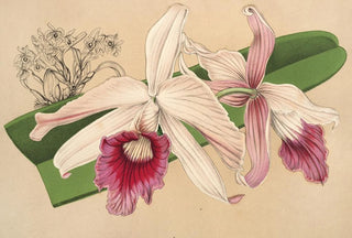 Charles Antoine Lemaire - Llia purpurata var Nelisii.webp