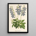 Lobelia coronopifolia - Charles Antoine Lemaire — quadro incorniciato alla parete