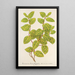 Riproduzione del dipinto Lonicera brachypoda var fol aureovariegatis - Charles Antoine Lemaire