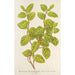Riproduzione del dipinto Lonicera brachypoda var fol aureovariegatis - Charles Antoine Lemaire