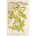 Lonicera periclymenum aureum - Charles Antoine Lemaire — vista dell’opera