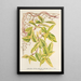 Lonicera periclymenum aureum - Charles Antoine Lemaire — quadro incorniciato alla parete