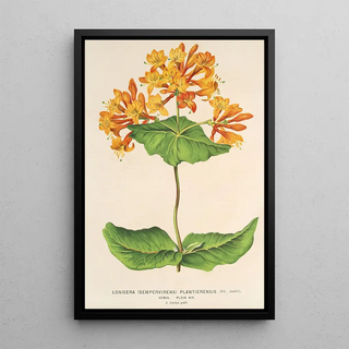 Charles Antoine Lemaire - Lonicera sempervirens Plantierensis.webp