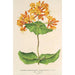 Riproduzione del dipinto Lonicera sempervirens Plantierensis - Charles Antoine Lemaire