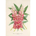 Riproduzione del dipinto Lupinus insignis hybridus - Charles Antoine Lemaire