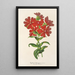Lychnis Haagena - Charles Antoine Lemaire — quadro incorniciato alla parete