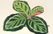 Maranta illustris - Charles Antoine Lemaire — vista dell’opera