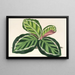 Maranta illustris - Charles Antoine Lemaire — quadro incorniciato alla parete